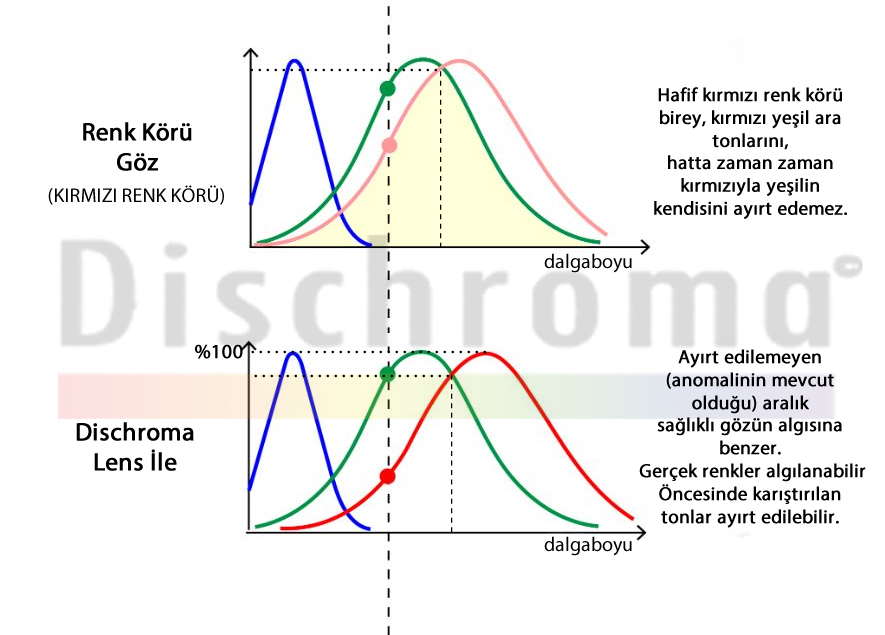 Dischroma Renk Körlüğü Lensi ne yapar renk körlüğü çözümü